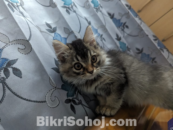 Traditional Pure Breed Persian Kitten